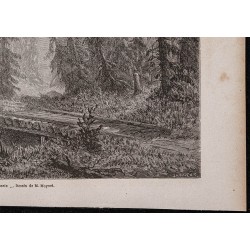 Gravure de 1867 - Forêts de sapins en Russie - 5