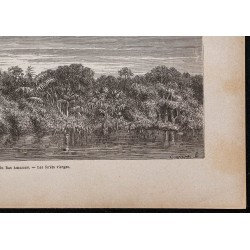 Gravure de 1867 - Curuá (Brésil) et forêt vierge - 5