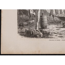 Gravure de 1867 - Préparation du trépang - 4