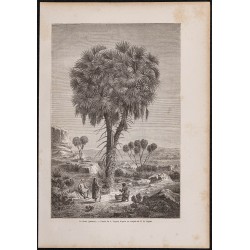 Gravure de 1865 - Palmier doum d'Égypte - 1