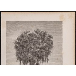 Gravure de 1865 - Palmier doum d'Égypte - 2