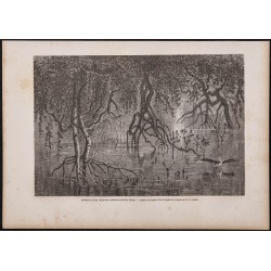 Gravure de 1865 - Palétuviers en Érythrée - 1