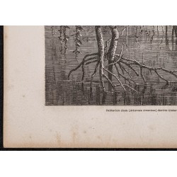 Gravure de 1865 - Palétuviers en Érythrée - 4