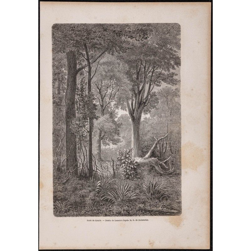 Gravure de 1865 - Forêt de Kauris - 1