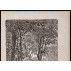 Gravure de 1865 - Forêt de Kauris - 2