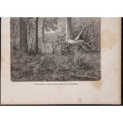 Gravure de 1865 - Forêt de Kauris - 3