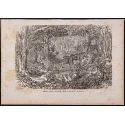 Gravure de 1865 - Forêt en Nouvelle-Zélande - 1