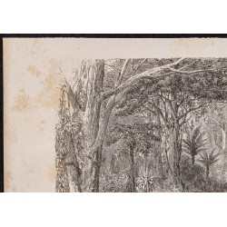 Gravure de 1865 - Forêt en Nouvelle-Zélande - 2
