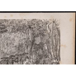Gravure de 1865 - Forêt en Nouvelle-Zélande - 3