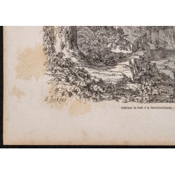 Gravure de 1865 - Forêt en Nouvelle-Zélande - 4