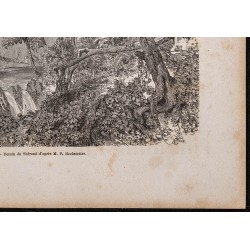 Gravure de 1865 - Forêt en Nouvelle-Zélande - 5