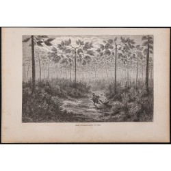 Gravure de 1865 - Fourmilier mort dans une forêt - 1