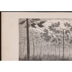 Gravure de 1865 - Fourmilier mort dans une forêt - 2