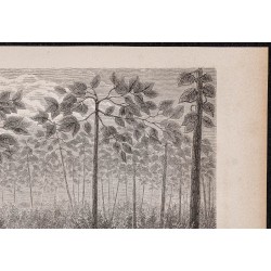 Gravure de 1865 - Fourmilier mort dans une forêt - 3