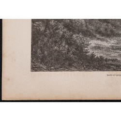 Gravure de 1865 - Fourmilier mort dans une forêt - 4