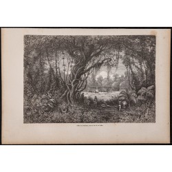 Gravure de 1865 - Pèche au barbasco (Poison) - 1