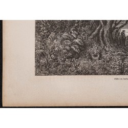 Gravure de 1865 - Pèche au barbasco (Poison) - 4