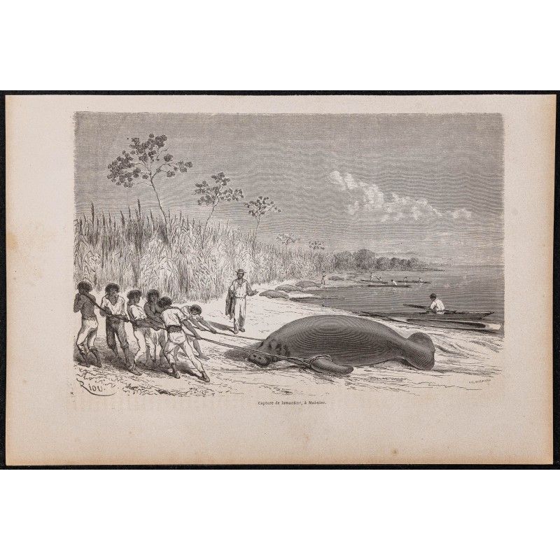 Gravure de 1865 - Capture de lamantins - 1