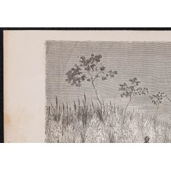 Gravure de 1865 - Capture de lamantins - 2