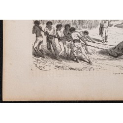 Gravure de 1865 - Capture de lamantins - 4