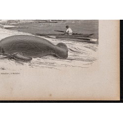 Gravure de 1865 - Capture de lamantins - 5