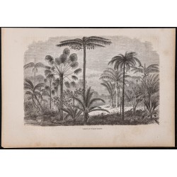Gravure de 1865 - Palmiers du rio Ucayali - 1