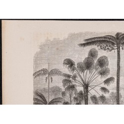 Gravure de 1865 - Palmiers du rio Ucayali - 2