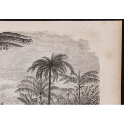 Gravure de 1865 - Palmiers du rio Ucayali - 3
