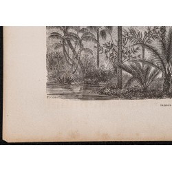Gravure de 1865 - Palmiers du rio Ucayali - 4