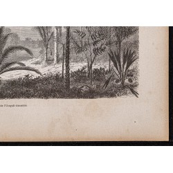 Gravure de 1865 - Palmiers du rio Ucayali - 5