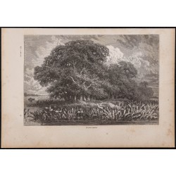 Gravure de 1865 - Île du rio Ucayali au Pérou - 1