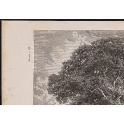 Gravure de 1865 - Île du rio Ucayali au Pérou - 2