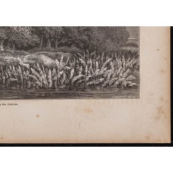 Gravure de 1865 - Île du rio Ucayali au Pérou - 5