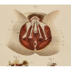 Gravure de 1846 - Muscles parties génitales féminins, sternum, cou - 2