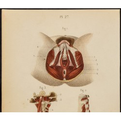 Gravure de 1846 - Muscles parties génitales féminins, sternum, cou - 3