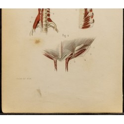 Gravure de 1846 - Muscles parties génitales féminins, sternum, cou - 4