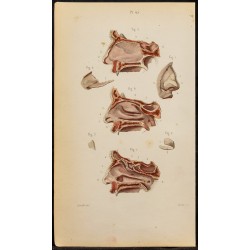 Gravure de 1846 - Cartilages du nez, fosses nasales - 1