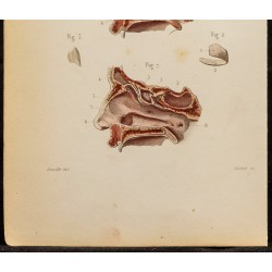 Gravure de 1846 - Cartilages du nez, fosses nasales - 4