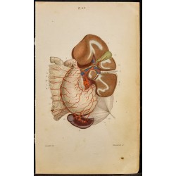 Gravure de 1846 - Artères coeliaques et branches - 1