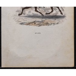 Gravure de 1844 - Spahis (Cavalerie) - 3