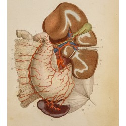 Gravure de 1846 - Artères coeliaques et branches - 2