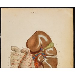 Gravure de 1846 - Artères coeliaques et branches - 3
