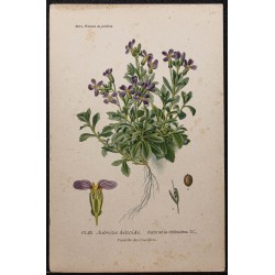 Gravure de 1896 - Aubriète deltoïde - 1