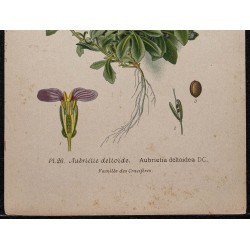 Gravure de 1896 - Aubriète deltoïde - 3