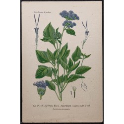 Gravure de 1896 - Agérate bleu - 1