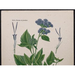 Gravure de 1896 - Agérate bleu - 2
