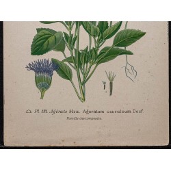 Gravure de 1896 - Agérate bleu - 3