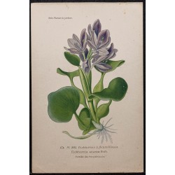 Gravure de 1896 - Eichhornia azurea - 1