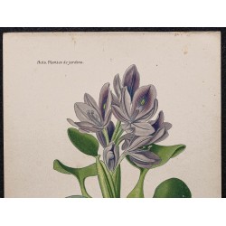 Gravure de 1896 - Eichhornia azurea - 2