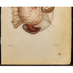 Gravure de 1846 - Artères coeliaques et branches - 4